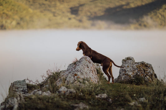 The Dobermann: