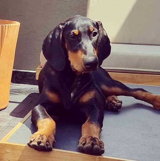 Unraveling the Cost of a Doberman Puppy