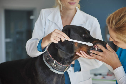 Is a Doberman very high maintenance?