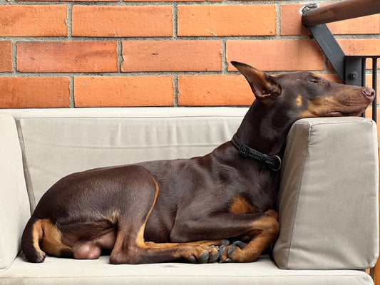doberman puppies