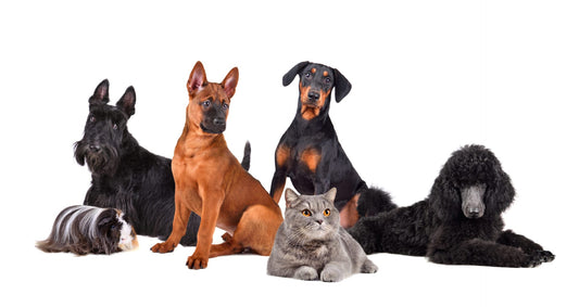 100 types of dogs