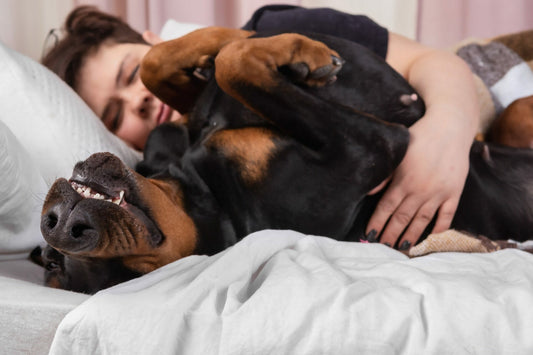 Unmasking the Myth: Do Dobermans Really Turn on Their Owners?