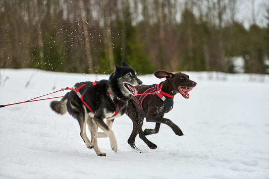 do dobermans get along with other dog