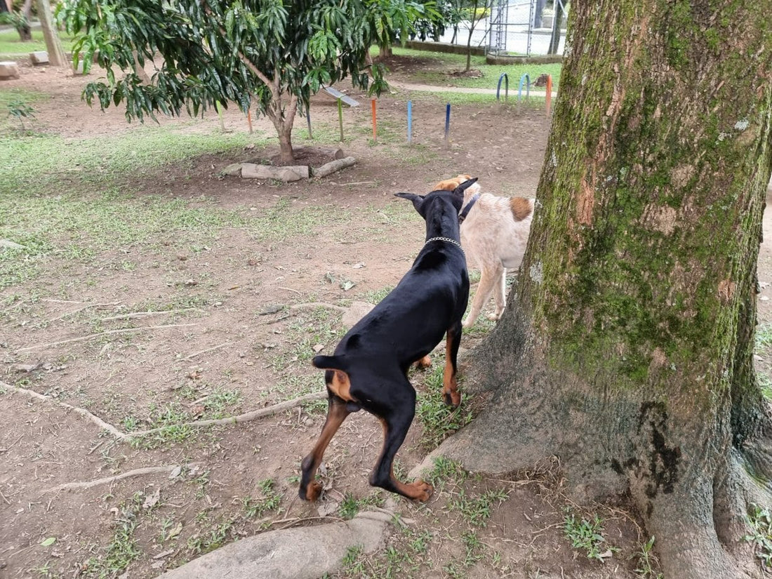 Doberman – the temperamental creature