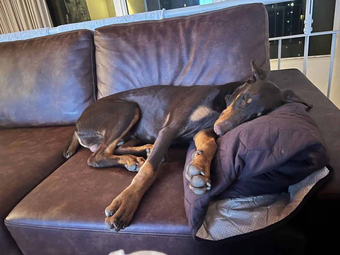 Dobermann apartmen