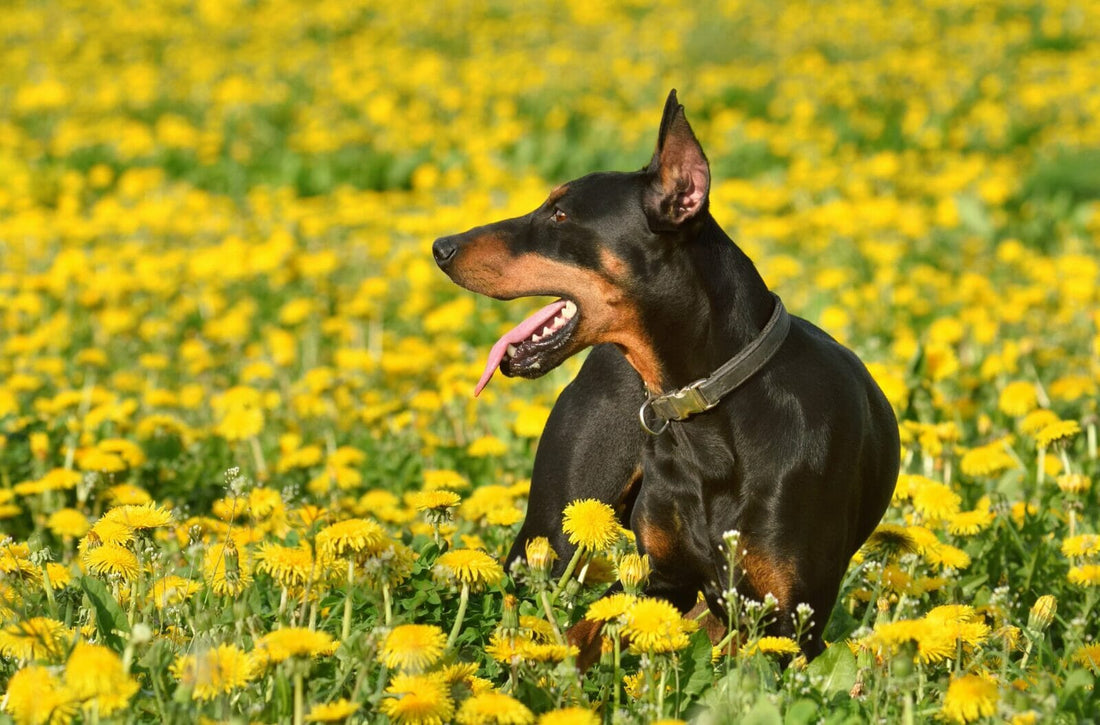 The Doberman is one of the working dogs.