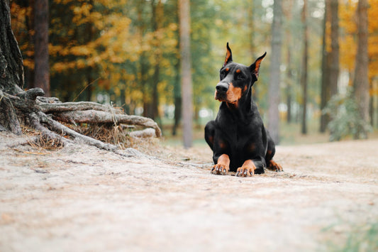 The lifespan of a Doberman Pinscher