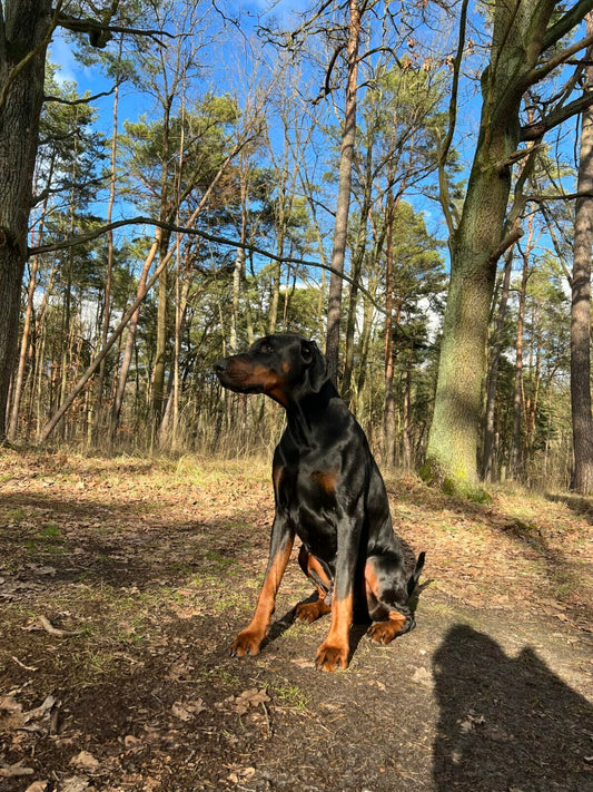 Dobermans are highly intelligent