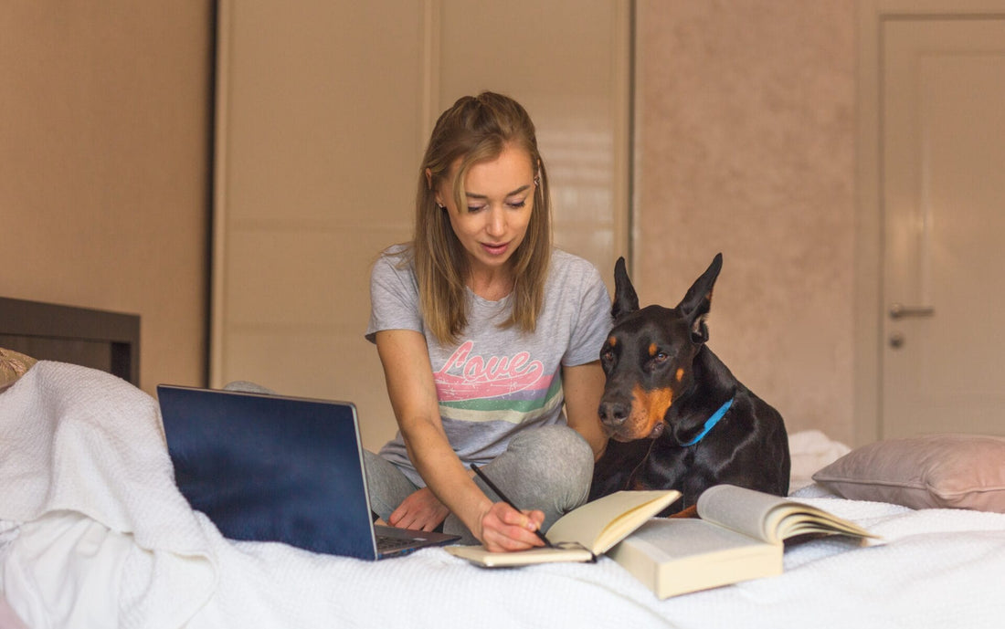Doberman Pinscher Dog Breed