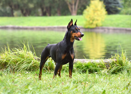 are dobermans aggressive