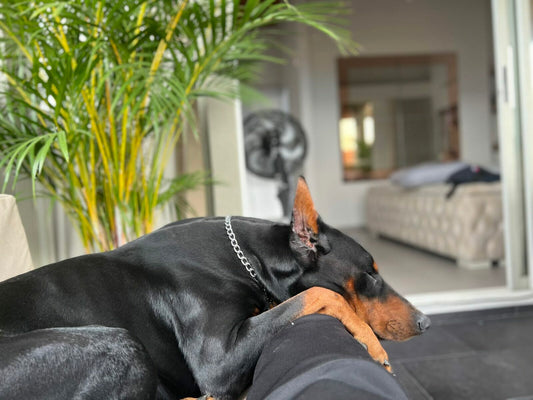 Is the Doberman is suitable for apartment living: