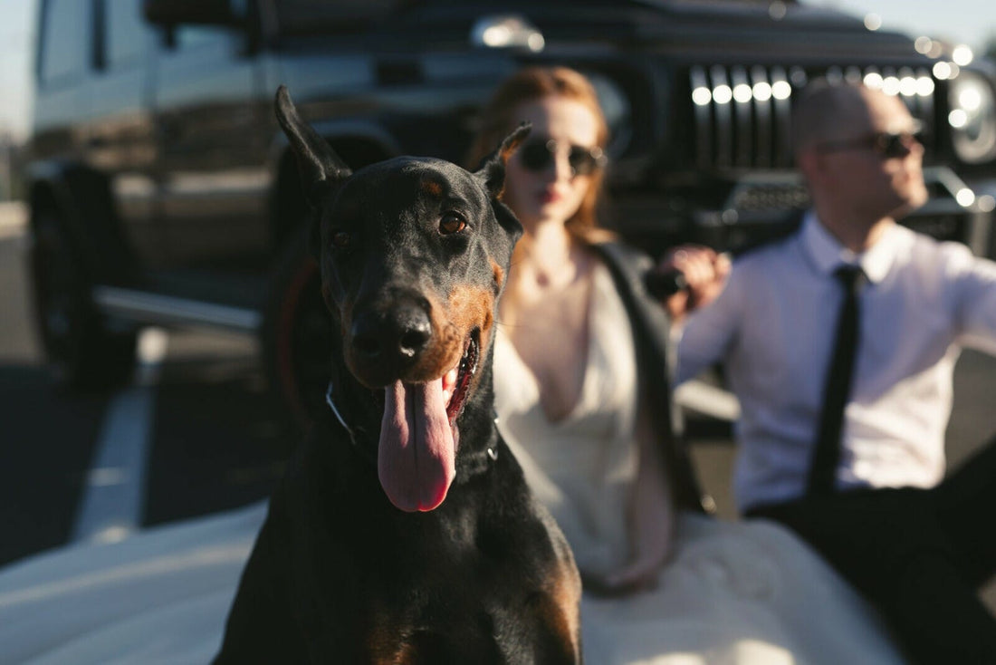 Doberman DNA Health Testing