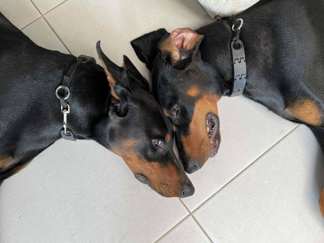 The Doberman Pinscher: A True Working Dog