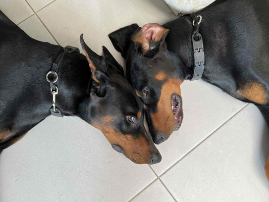 The Doberman Pinscher: A True Working Dog