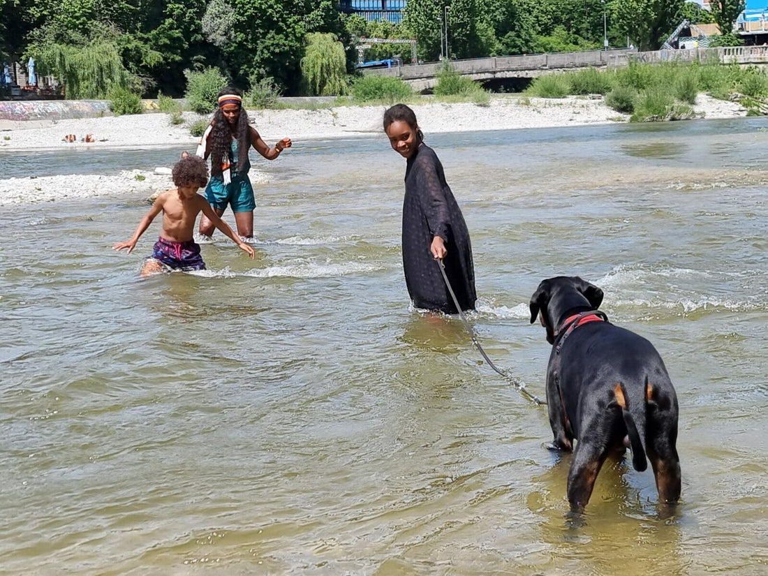 Doberman obedience competitions