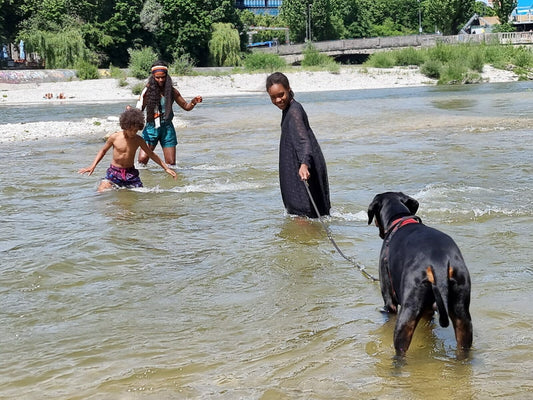 Doberman obedience competitions