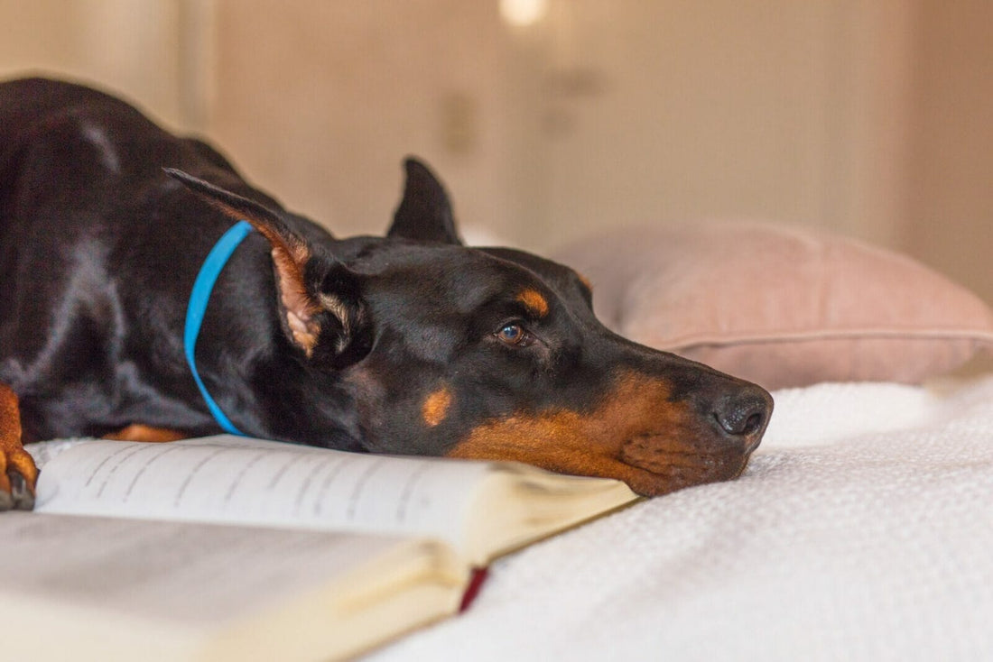 Aging and Senior Care for Dobermans