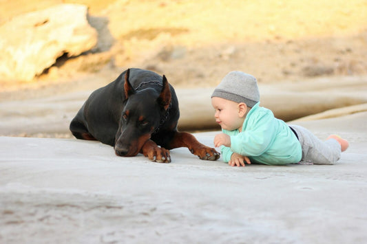 Doberman Dogs