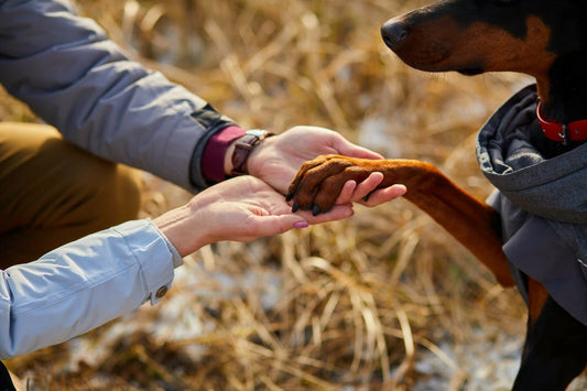 an old Doberman named Duke