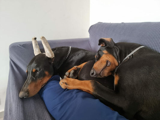 Posting Doberman Ears