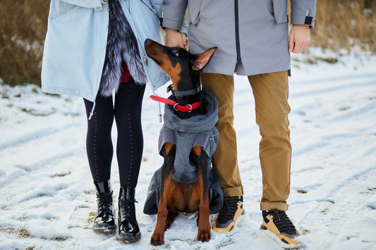 Understanding the Doberman Pinscher:
