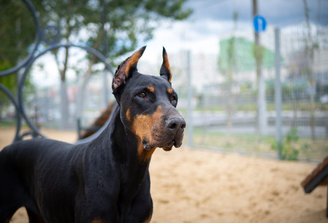 ruby the doberman