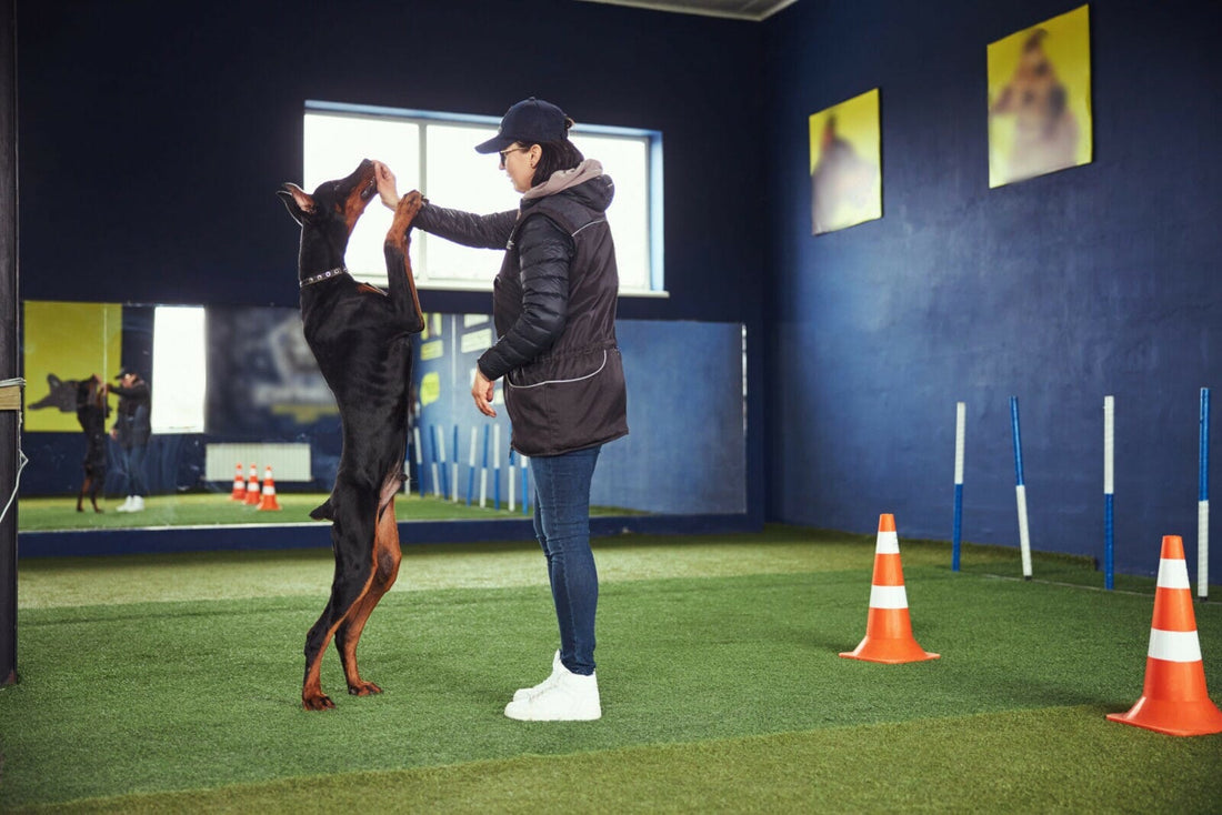 Exercise and Physical Activity for Dobermans