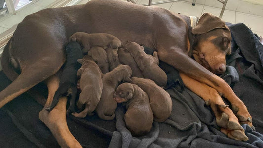 doberman puppies for sale