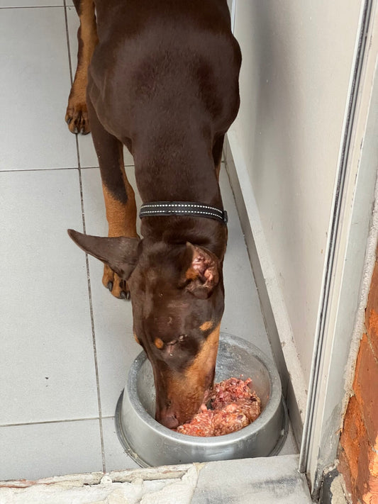 Dobermann Nutrition: A Comprehensive Guide to a Healthy Diet
