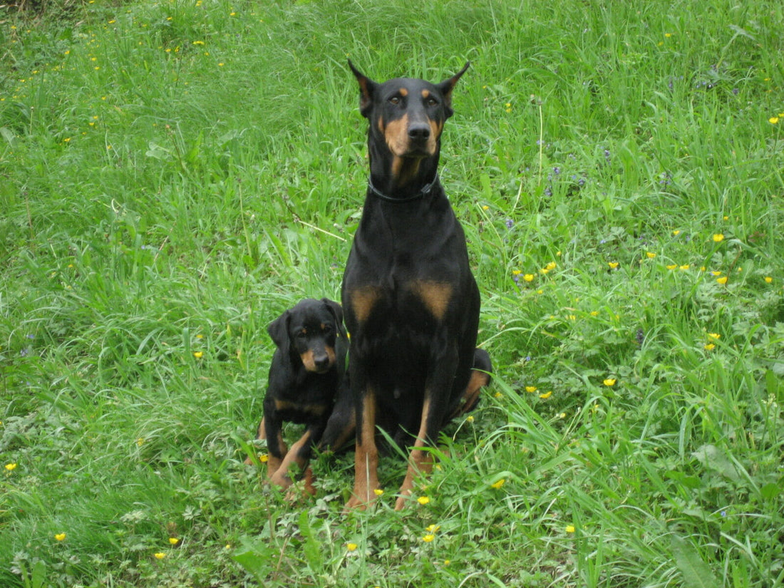 Doberman temperament