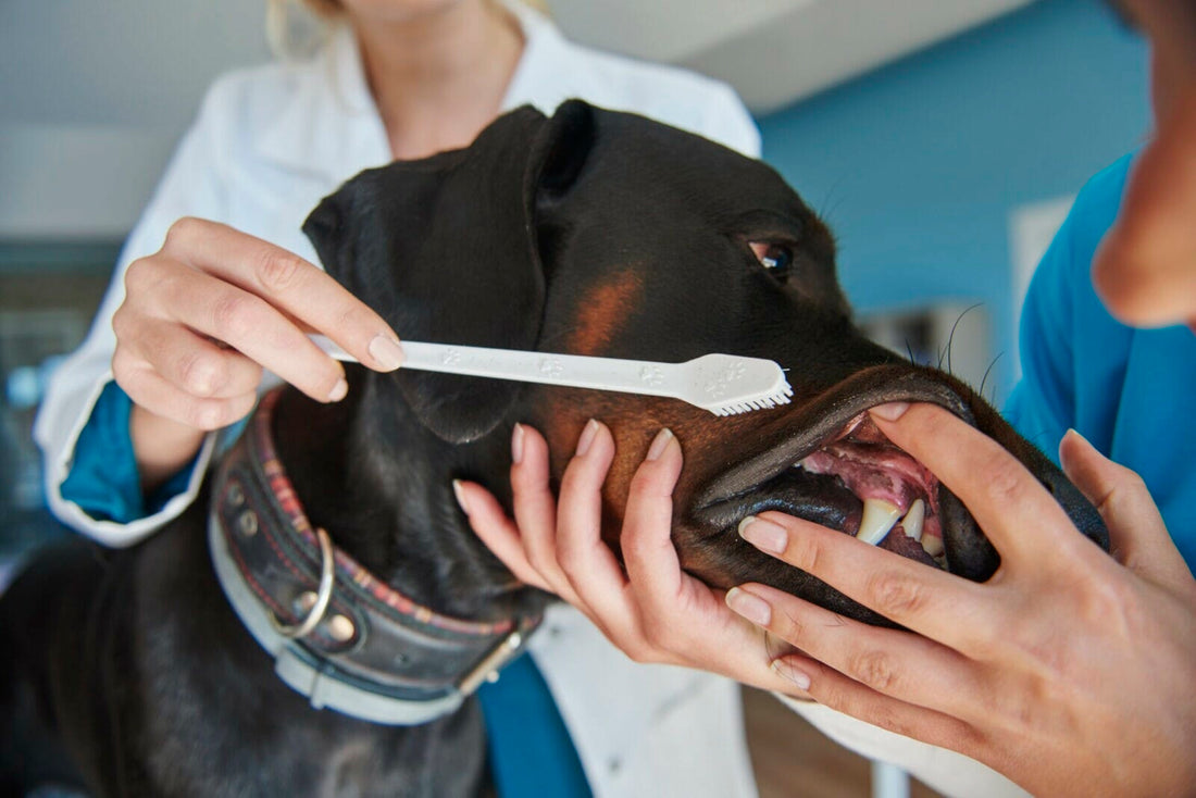 Health and Common Health Issues in Dobermans