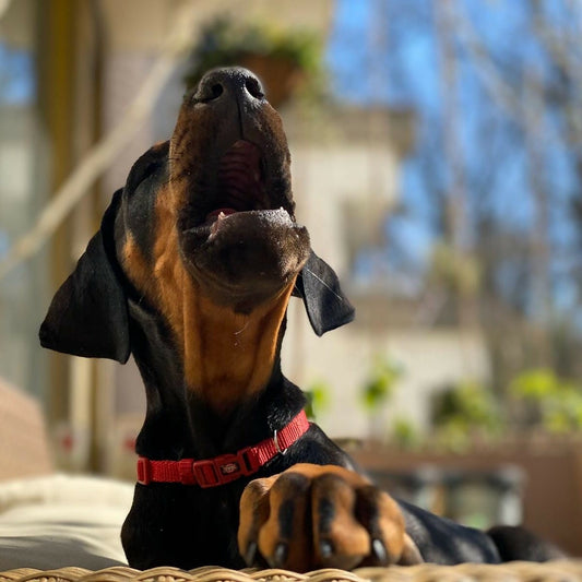 How to recognize a calm puppy?