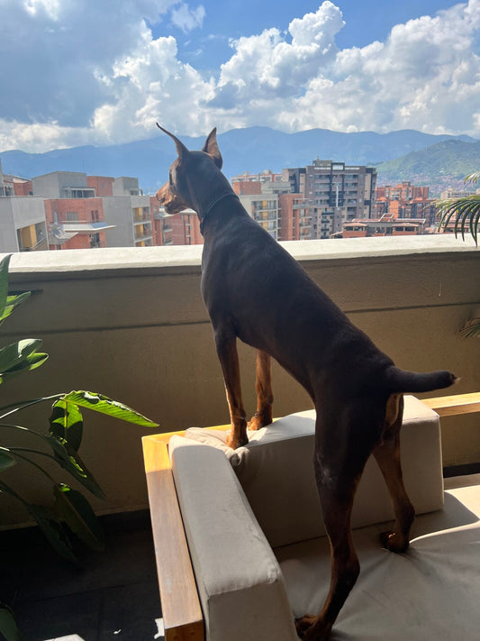 A Tale of Loyalty and Vigilance