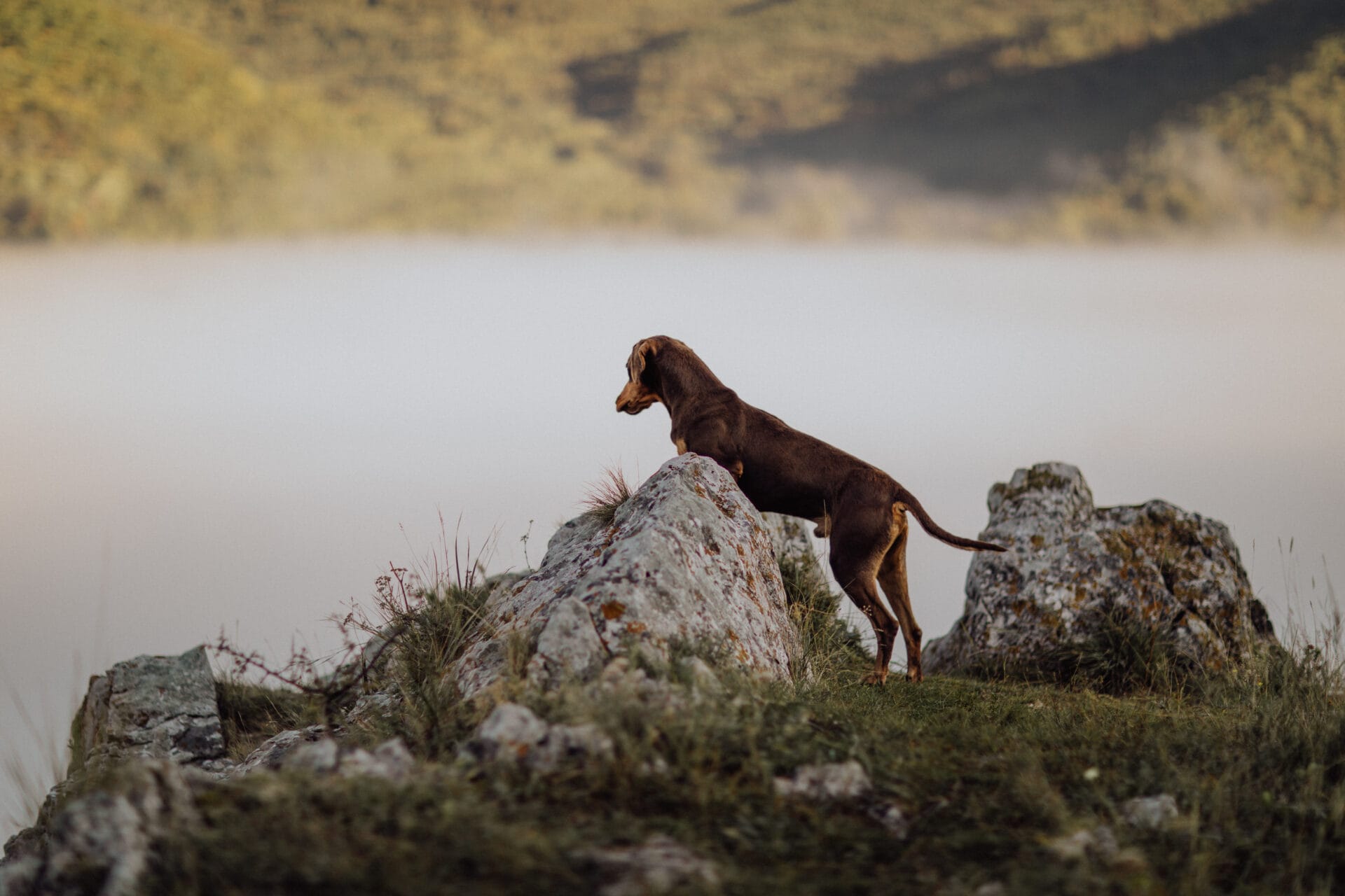 A Doberman looking over a misty landscape